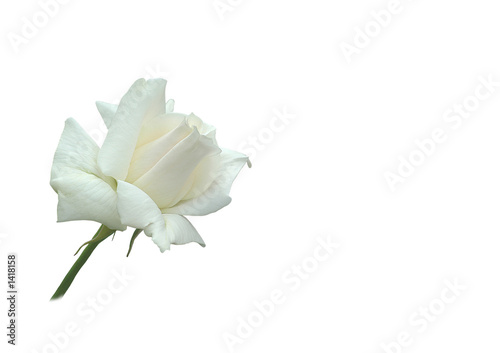 weiße rose auf weißem hintergrund