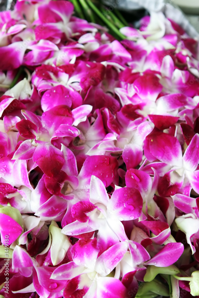 pink orchids pink orchids