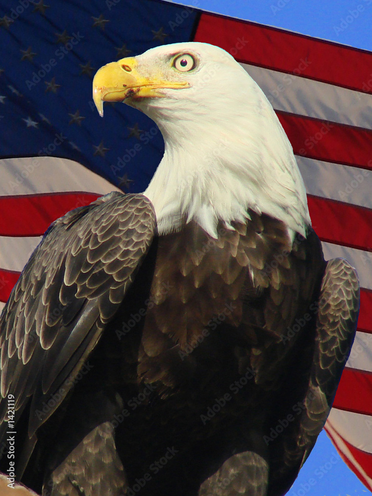 Naklejka premium america's eagle