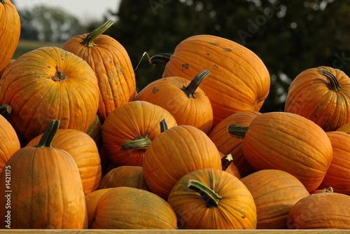 pumpkin collection