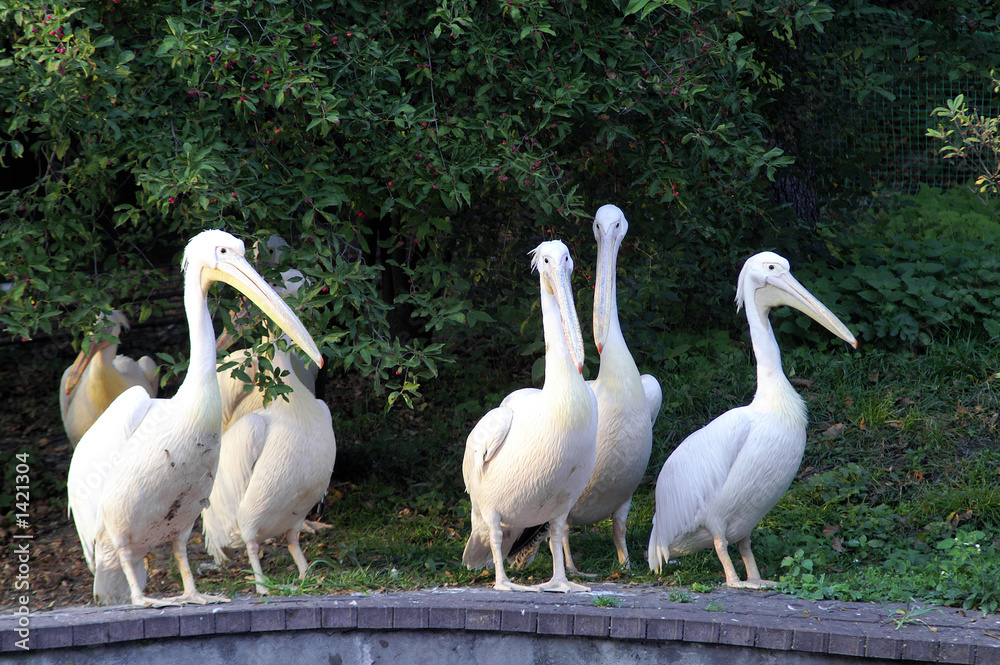 Obraz premium pelicans