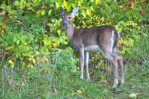 Bilde på lerret whitetail yearling