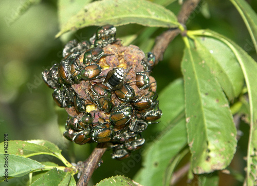 infestation...
