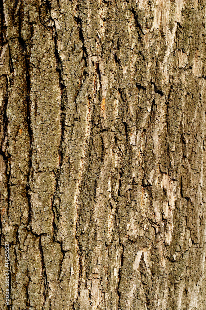 wood texture background wood texture background