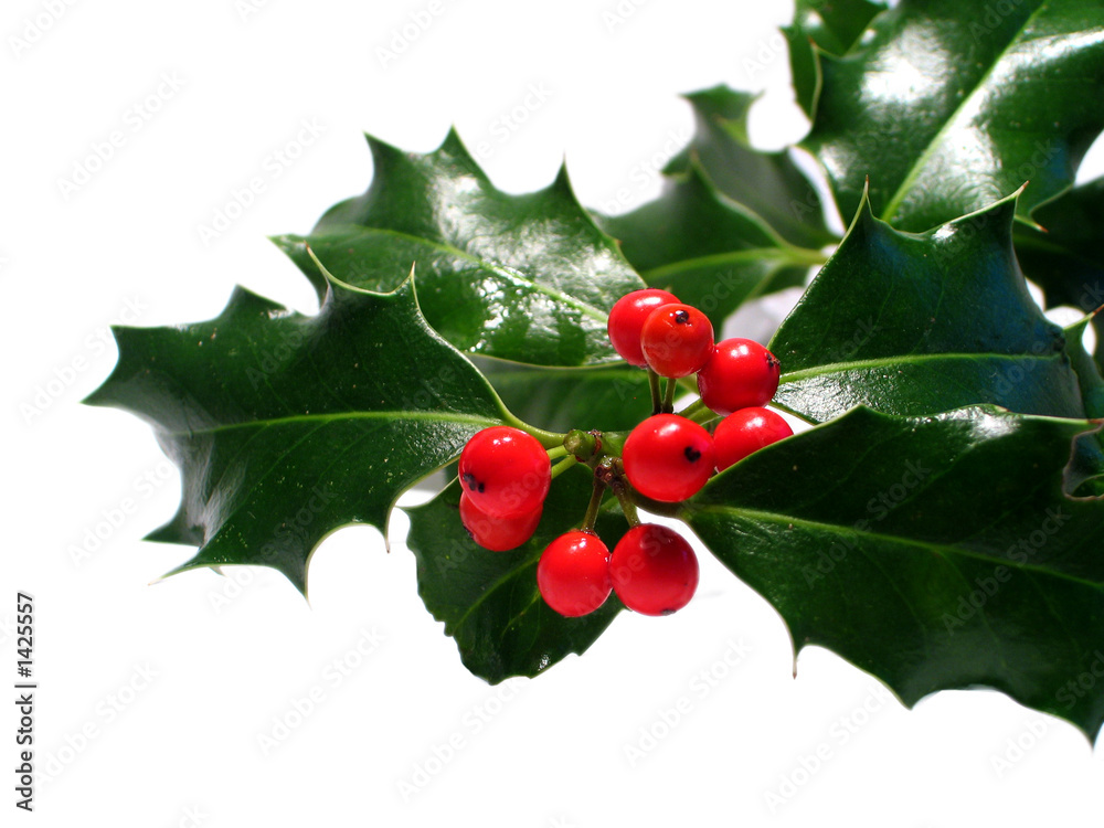 feuilles de houx à boules rouges