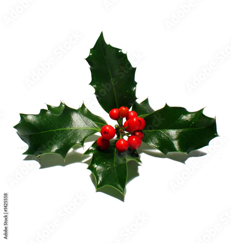 feuilles de houx à boules rouges