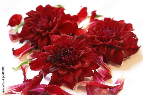 three red flowers