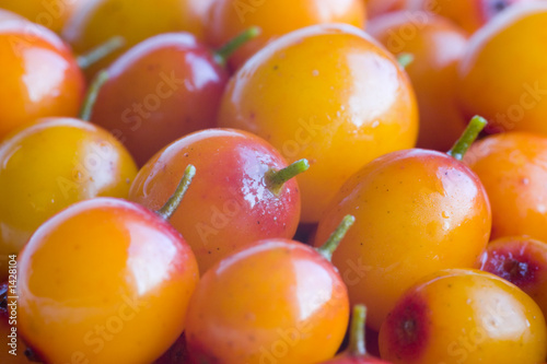 sea-buckthorn