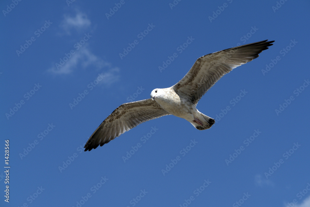 Obraz premium seagull in the sky 3