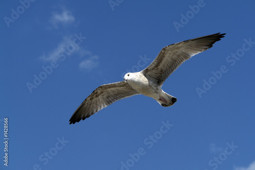 seagull in the sky 3