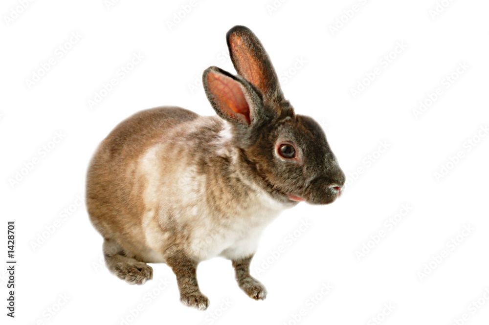 Obraz premium little rabbit