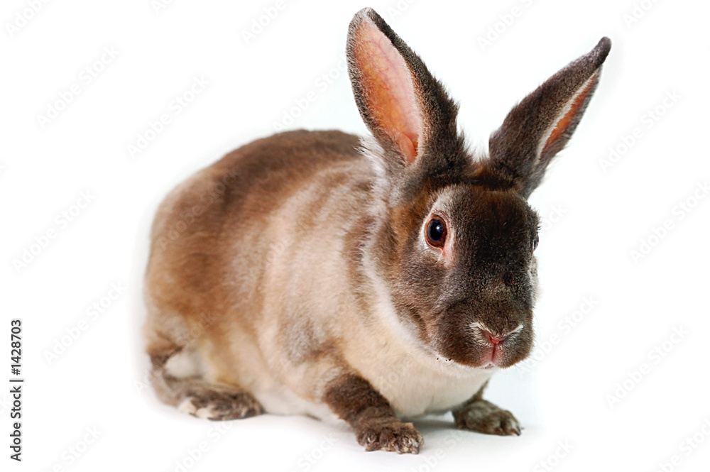 Fototapeta premium baby rabbit