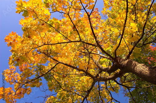gold maple tree