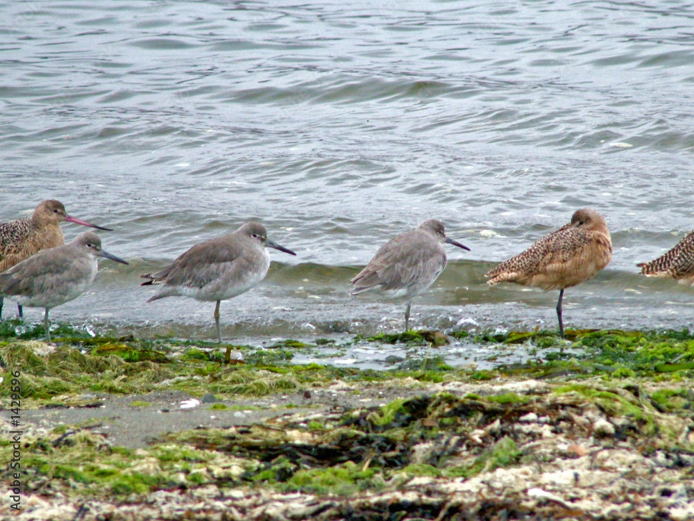 birds birds