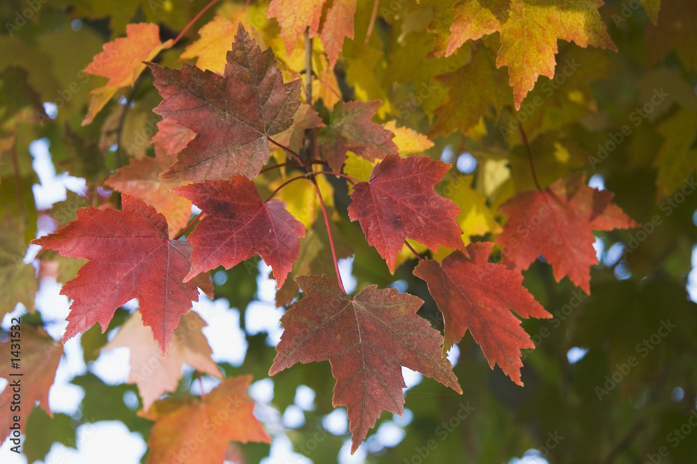 fall maple leaf group fall maple leaf group