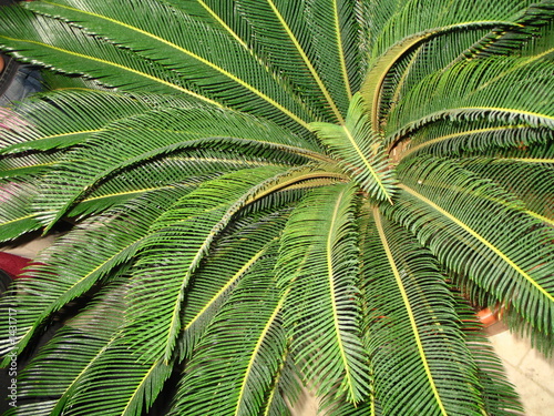 small palm