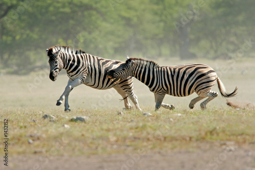 Fototapeta Naklejka Na Ścianę i Meble -  fighting zebras