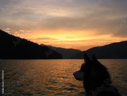 husky dog looking at the sunset