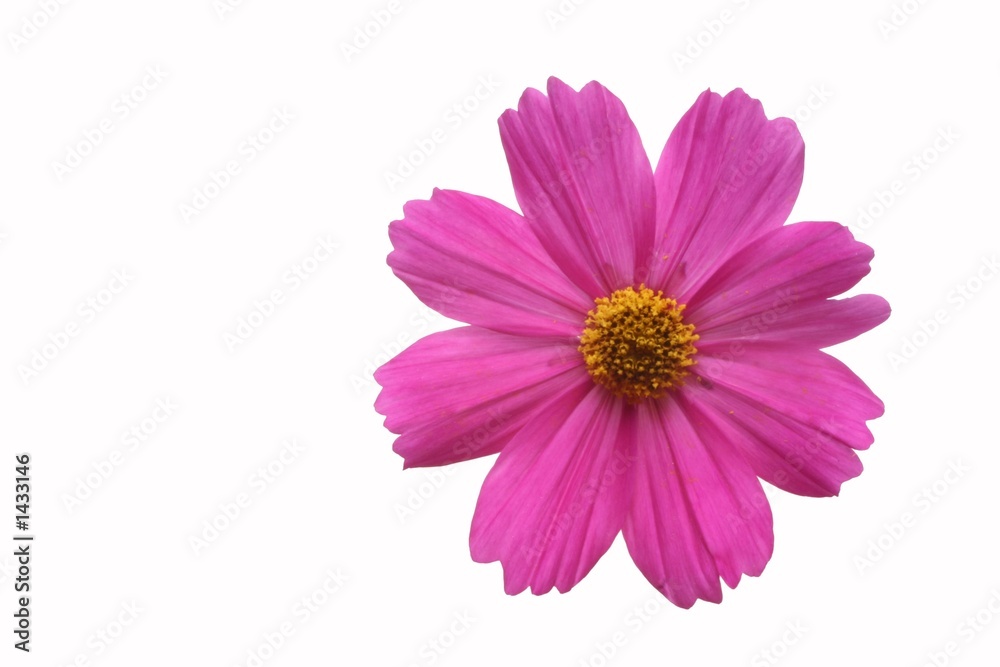cosmos cosmos