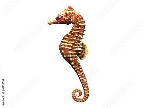 hippocampe 3d sea horse