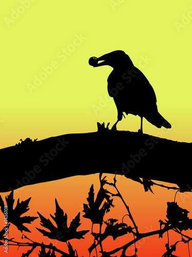silhouette of a bird