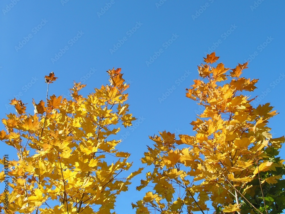 yellow trees yellow trees