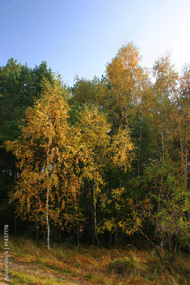 autumn forest and light