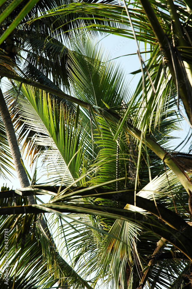 Obraz premium india, kerala: landscape