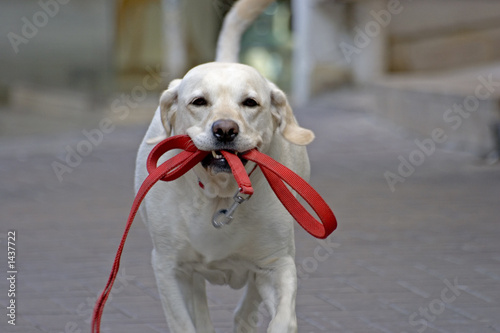 happy dog running in the street