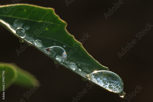 water droplets on leaf photo