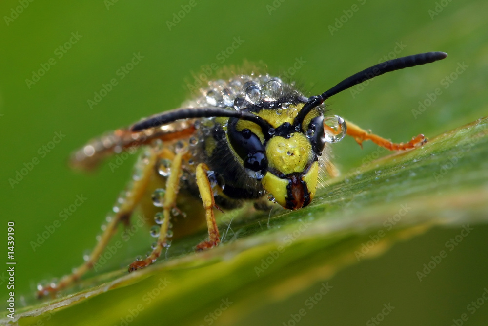wasp wasp