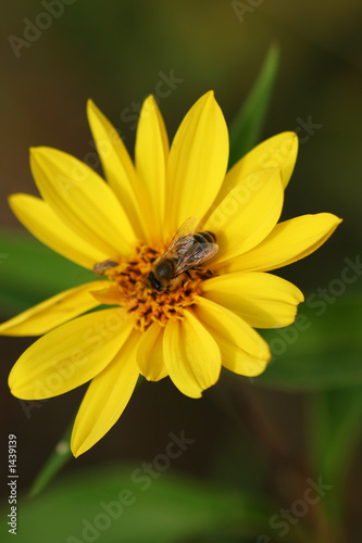 bee on the yellow flower