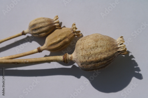 pods