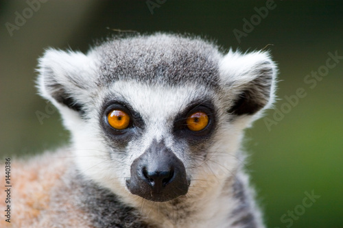 ring tailed lemur portrait © Martin Vrlik