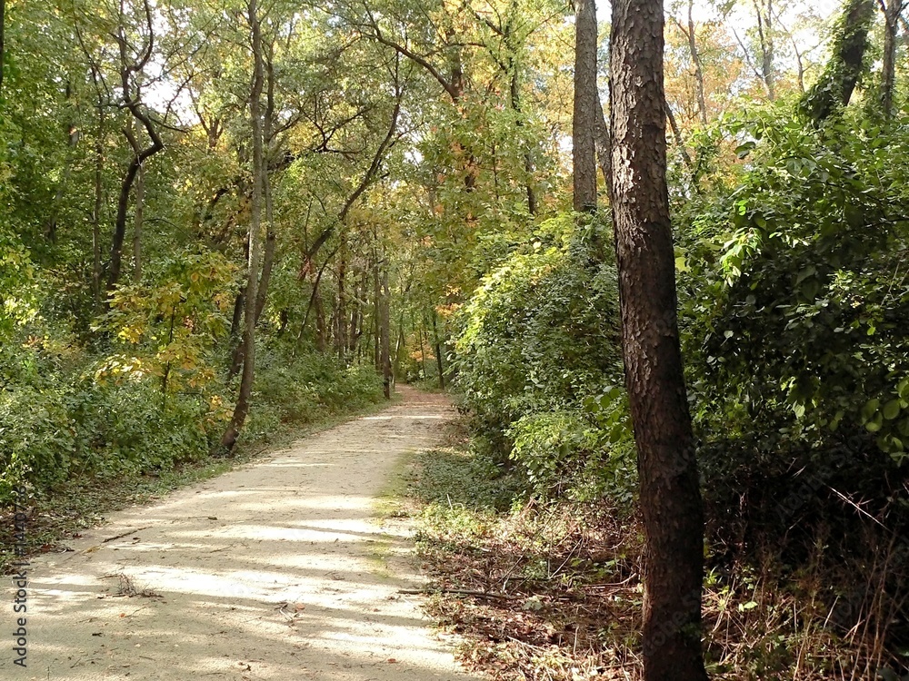 Fototapeta premium pathway