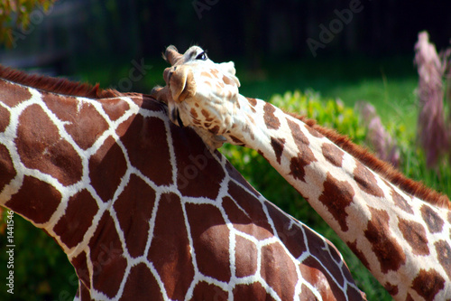 Canvas Print girafe