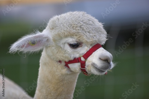 alpaca