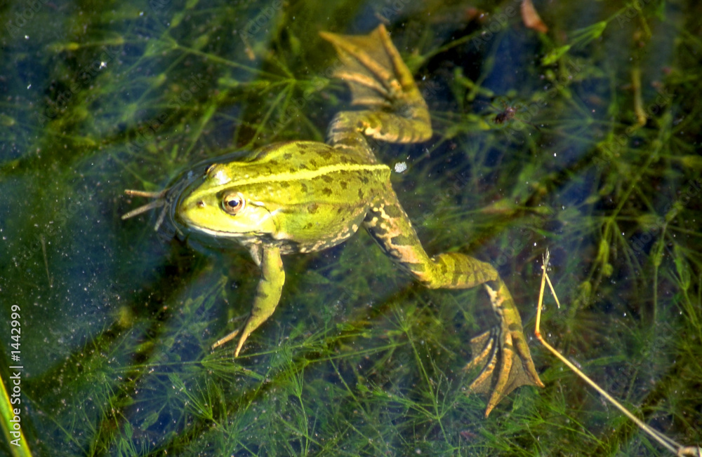 wasserfrosch1 wasserfrosch1