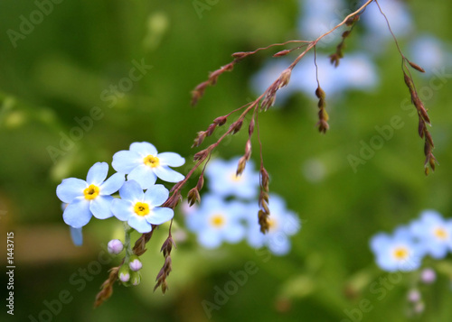 blue forget-me-nots