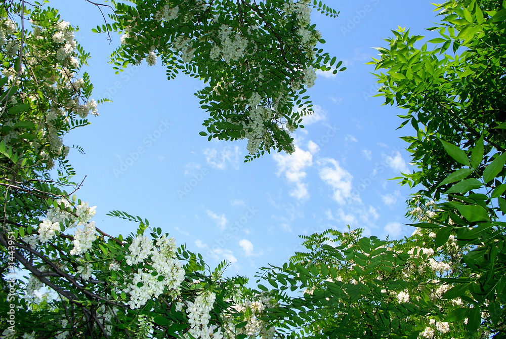 Obraz premium acacia