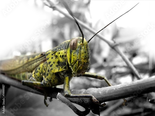 grasshopper... photo