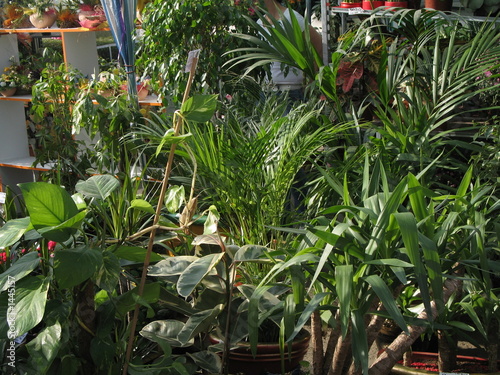 plants