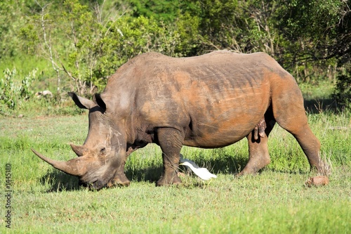 white rhino