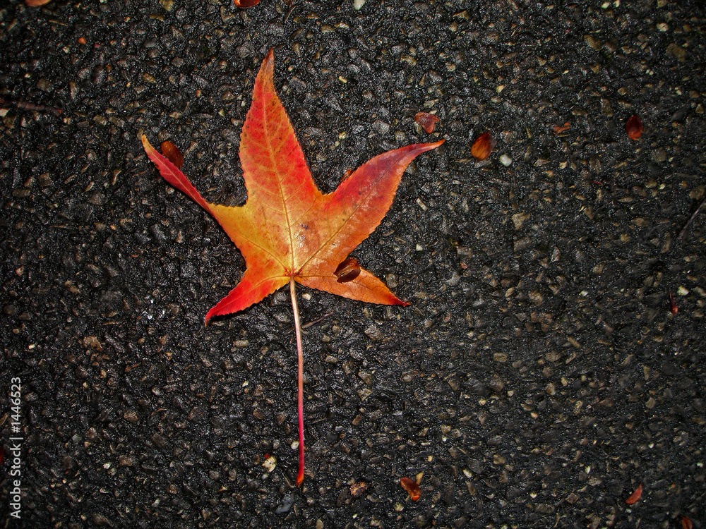 fall fall