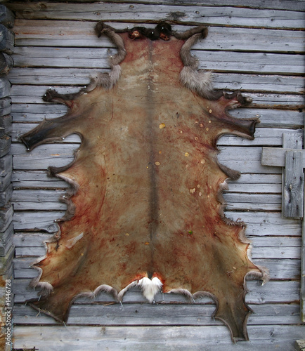 skin of reindeer
