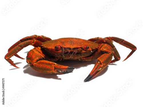 Obraz na płótnie crabe w salonie