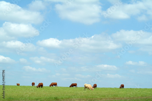 cows grazing in the field