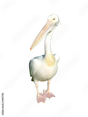 pelican isolated
