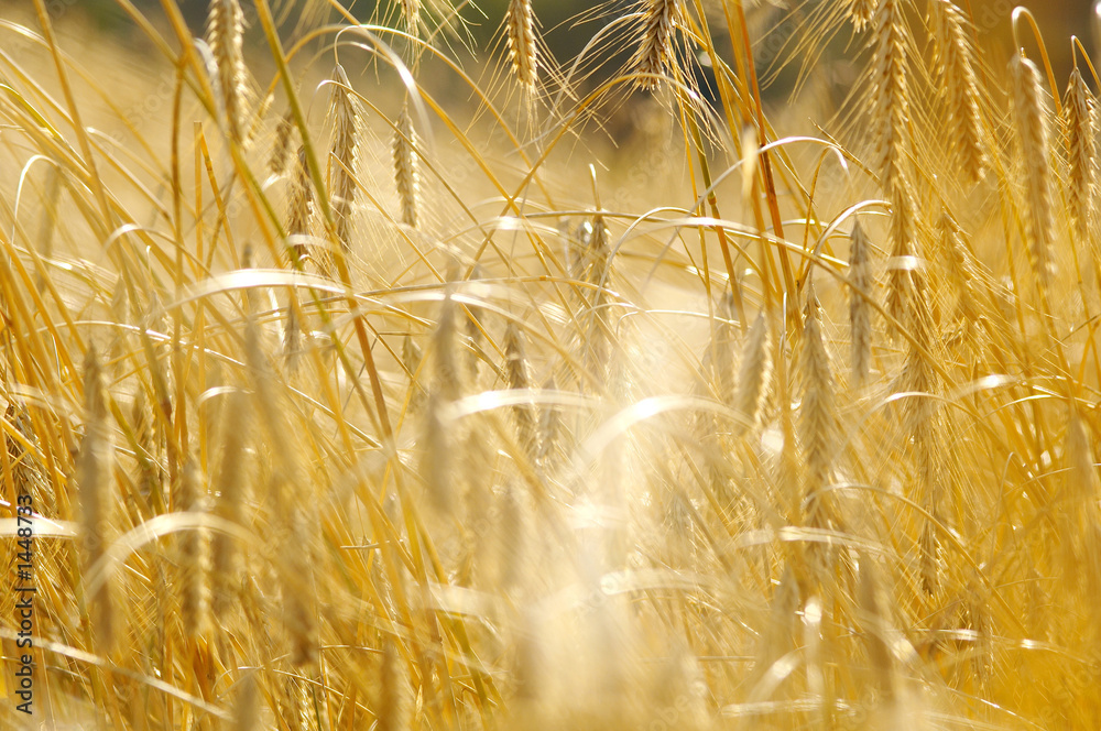 Obraz premium rye field in late summer3
