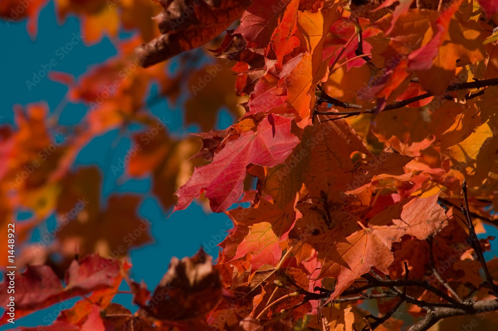 maple leafes on a cyan sky maple leafes on a cyan sky